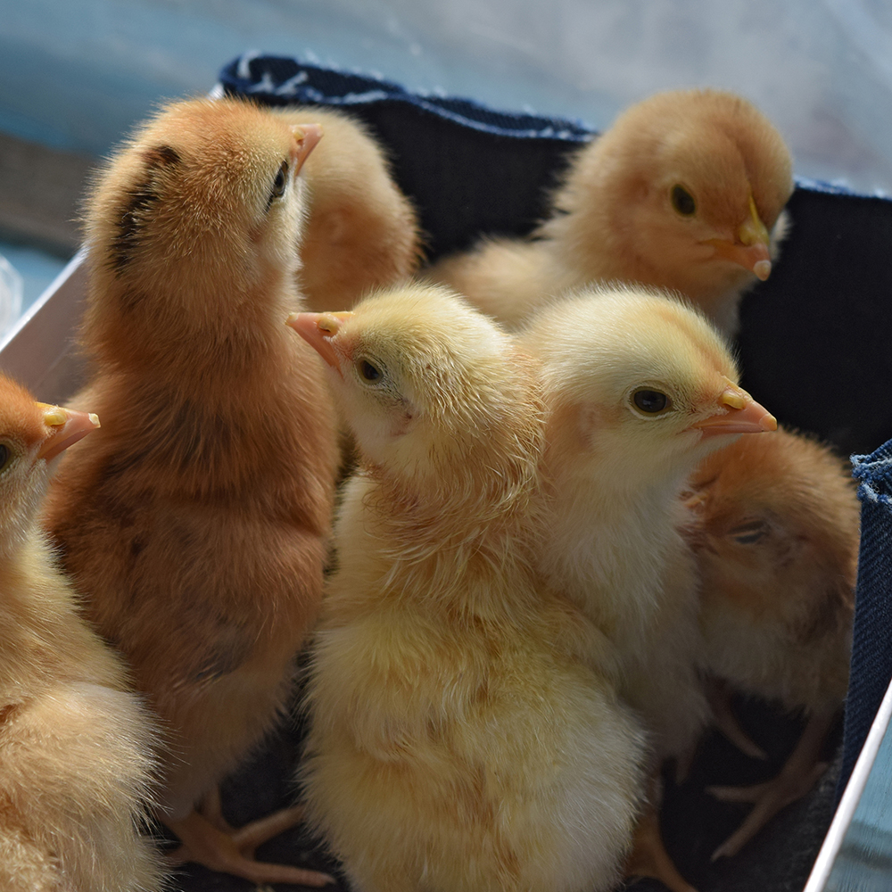 Chicks in a box