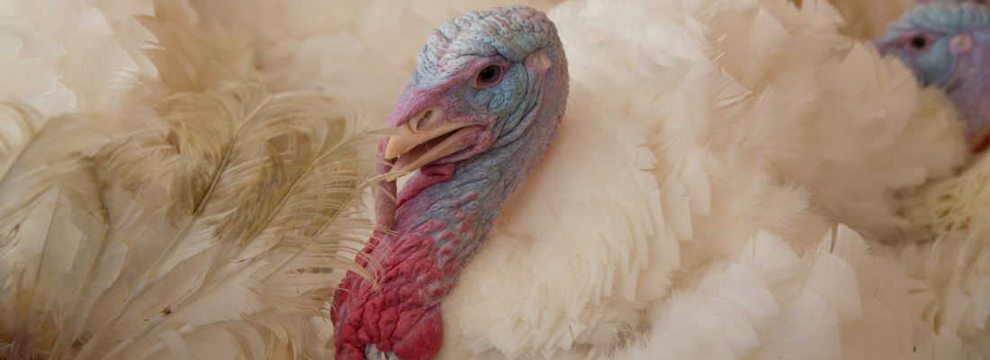 A close up of a turkey head and feathers